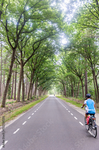 Tree-lined Street with a one cyclist