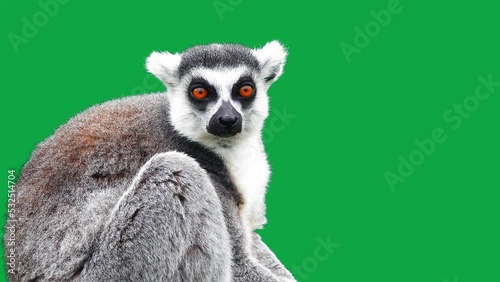 ring tailed lemur looking in different directions on a green screen