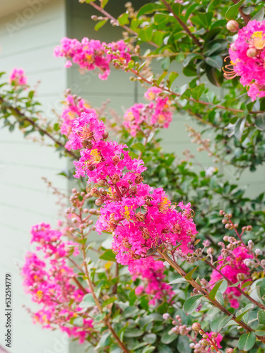 beautiful pink flowers of lagerstroemia indica on a branch