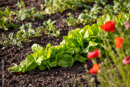 Jeunes plants de salade verte en pleine terre dans un jardin potager au printemps.