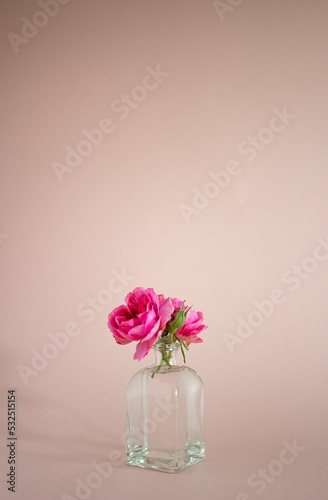 pink garden roses in a glass vase on a pink background