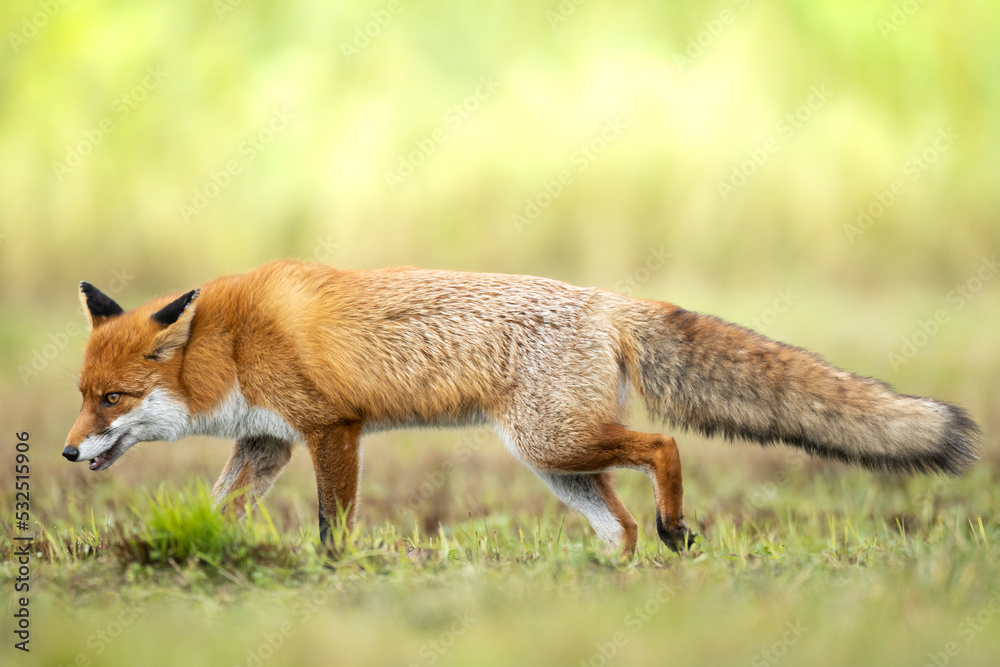 Fox (Vulpes vulpes) in autumn scenery, Poland Europe, animal walking among autumn meadow in amazing warm light green background