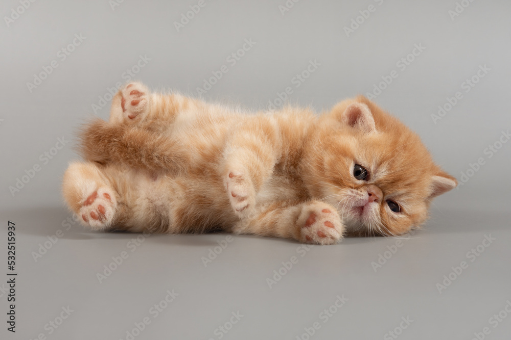 A charming red exotic kitten is lying on its back with its paws raised on a colored background.