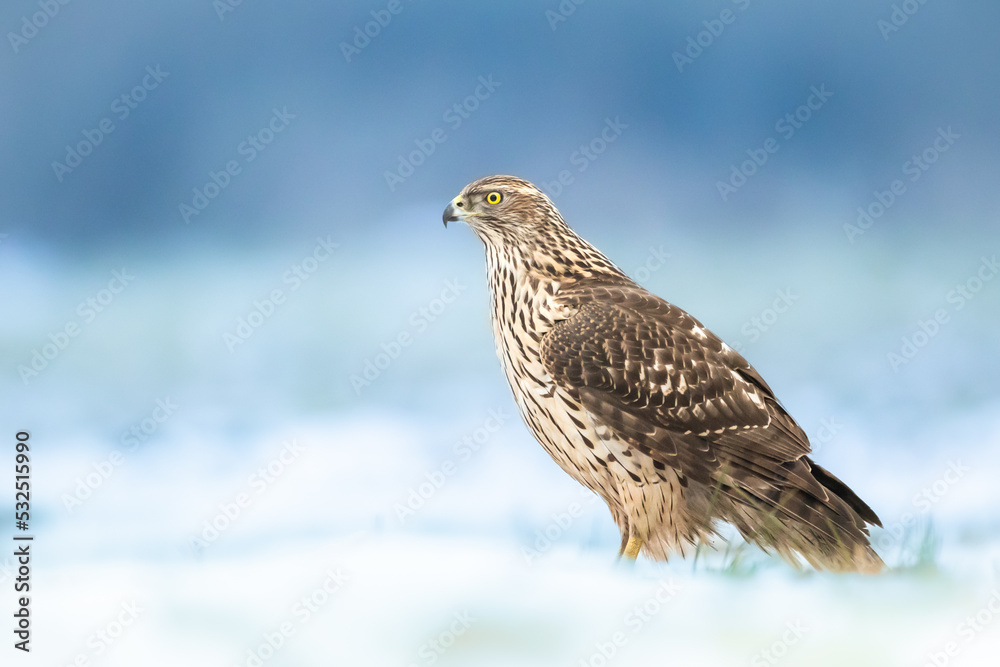 Birds of prey Goshawk Accipiter gentilis juvenile bird hunting time Poland Europe bird sitting on the ground in snow winter frosty day Birds of prey Goshawk Accipiter gentilis juvenile bird hunting time Poland Europe bird sitting on the ground in snow winter frosty day