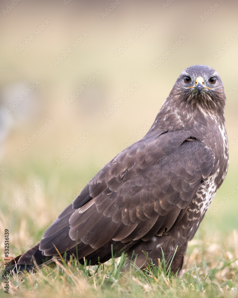 Common buzzard (Buteo buteo) in the fields buzzards in natural habitat, hawk bird on the ground, predatory bird close up Common buzzard (Buteo buteo) in the fields buzzards in natural habitat, hawk bird on the ground, predatory bird close up