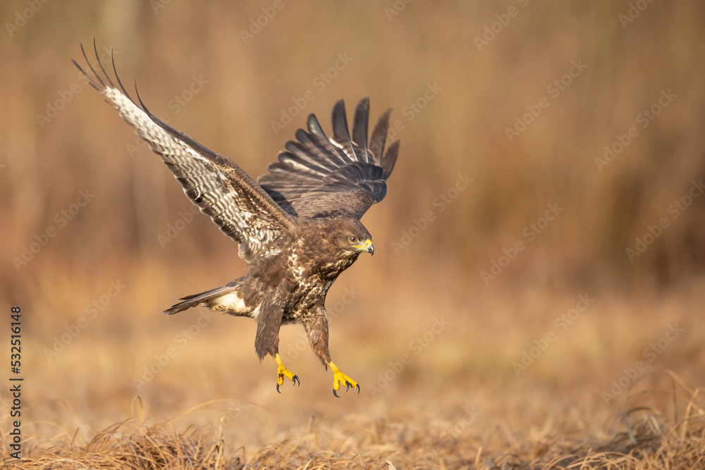 Fototapeta premium Common buzzard (Buteo buteo) in the fields buzzards in natural habitat, hawk bird on the ground, predatory bird close up