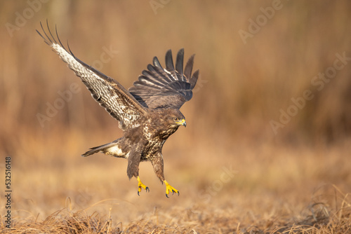 Common buzzard (Buteo buteo) in the fields buzzards in natural habitat, hawk bird on the ground, predatory bird close up