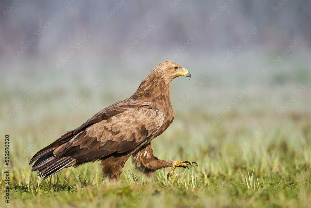 Birds of prey - Lesser Spotted Eagle (Aquila pomarina) two birds on green meadow, hunting time Birds of prey - Lesser Spotted Eagle (Aquila pomarina) two birds on green meadow, hunting time