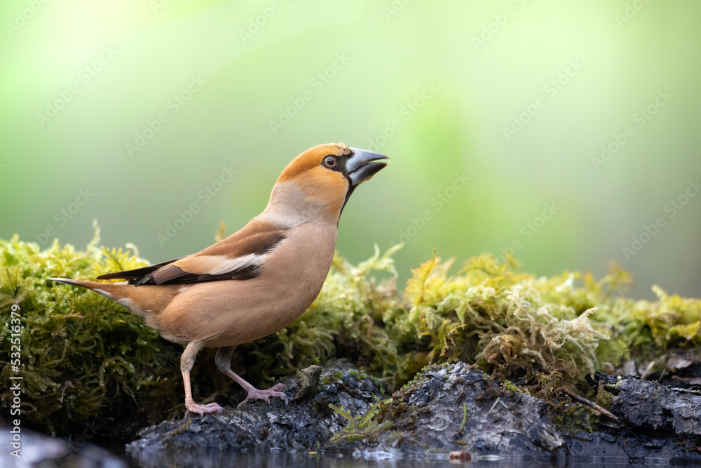 Bird Hawfinch Coccothraustes coccothraustes amazing bird green background Bird Hawfinch Coccothraustes coccothraustes amazing bird green background