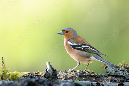 Bird chaffinch Fringilla coelebs perching on forest puddle, spring time