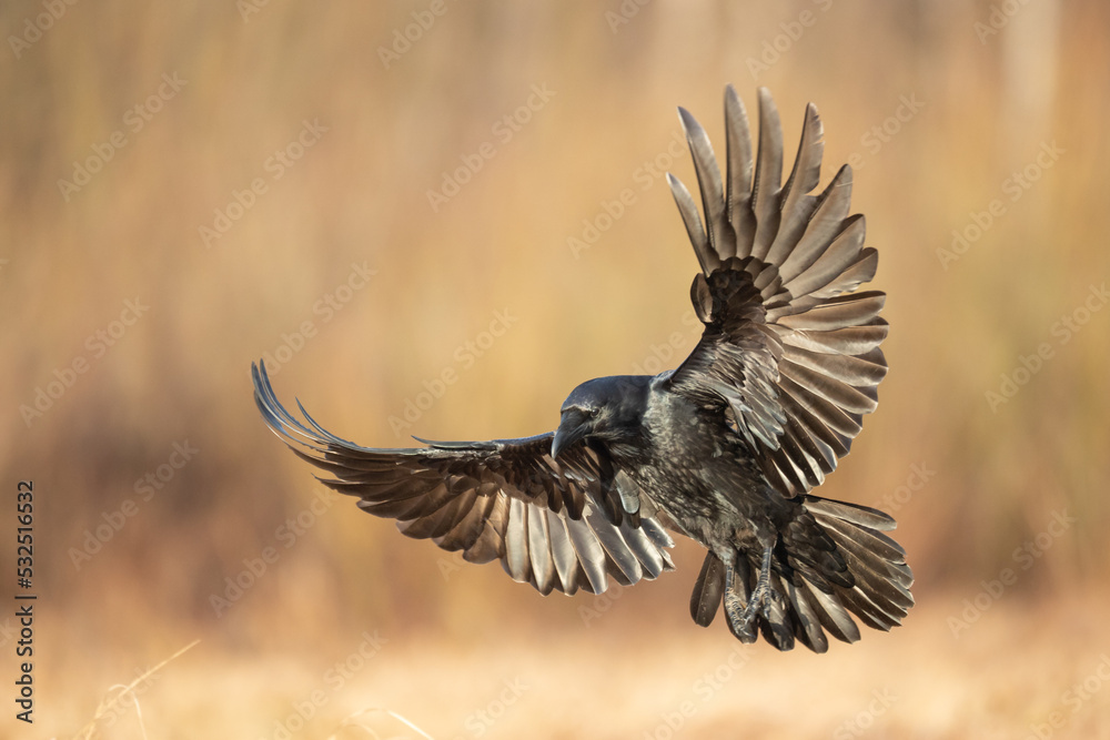 Fototapeta premium A beautiful flying raven ( Corvus corax ) North Poland Europe