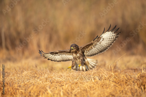 Common buzzard (Buteo buteo) in the fields , buzzards in natural habitat, hawk bird on the ground, predatory bird close up