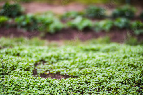 Young crops planted in soil get ripe under sun. Cultivated land close up with sprout. Agriculture plant growing in bed row. Green natural food crop