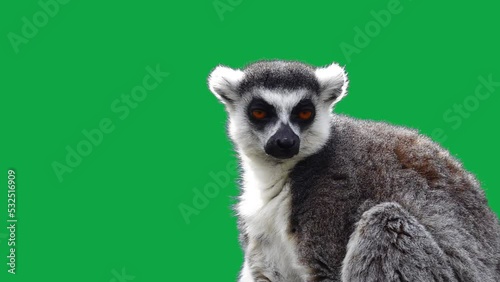 ring tailed lemur looking in different directions on a green screen. slow motion
