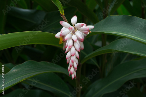 Flower in the form of pink bulbs of Shell Ginger (Alpinia Zerumbet) growing, in the background the leaves of the plant.