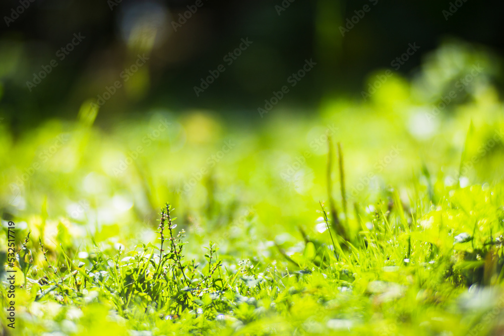 Panoramic background with closeup of forest green plants and grass. Beautiful natural landscape with a blurred background and copyspace Panoramic background with closeup of forest green plants and grass. Beautiful natural landscape with a blurred background and copyspace