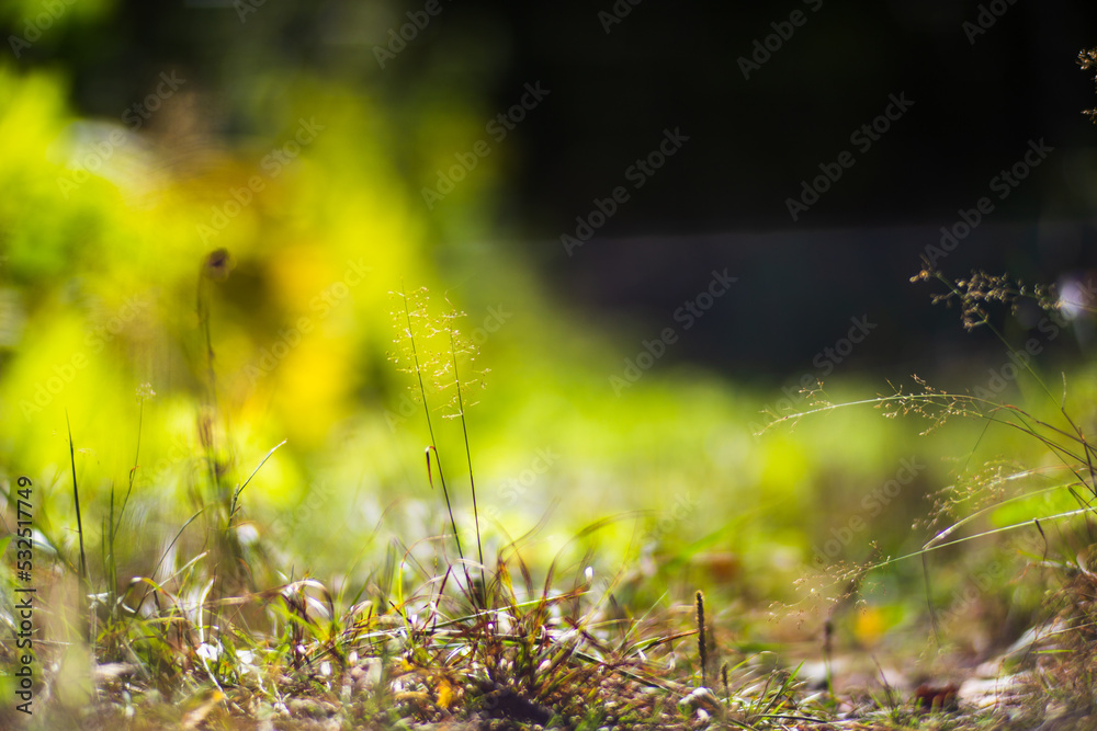 Panoramic background with closeup of forest green plants and grass. Beautiful natural landscape with a blurred background and copyspace