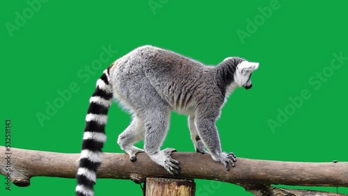 ring-tailed lemur stands in profile on a green screen