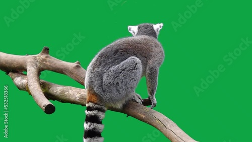ring tailed lemur jumping out of a log on a green screen. slow motion