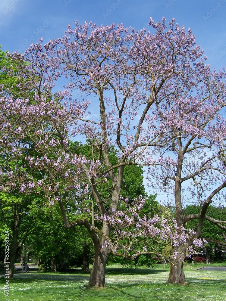 Beautiful exotic palisander tree in a park in Bad Nauheim, Hesse, Germany Beautiful exotic palisander tree in a park in Bad Nauheim, Hesse, Germany