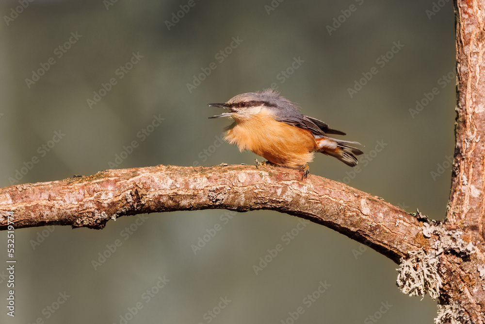 Fototapeta premium Trepador azul, Sitta europea