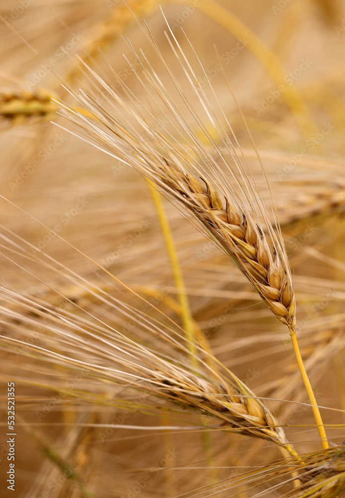ripe ear of wheat grown in the field without the use of fungicides ready for harvesting ripe ear of wheat grown in the field without the use of fungicides ready for harvesting