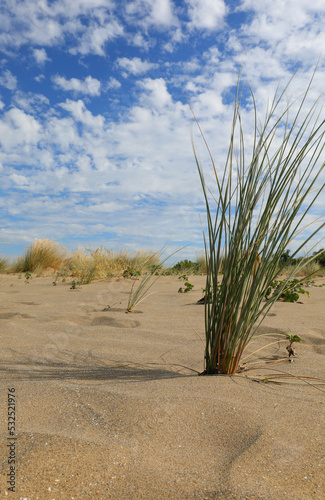 Fototapeta Naklejka Na Ścianę i Meble -  desert landscape with sand dunes and shrubs withered