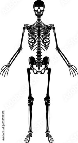 Human Anatomy Skeleton