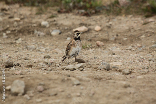 Horned lark showing off its colours while standing on gravel in Canada's arctic tundra, Pond Inlet, Nunavut photo