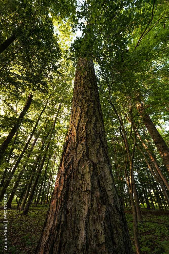 Fototapeta premium tree in the forest