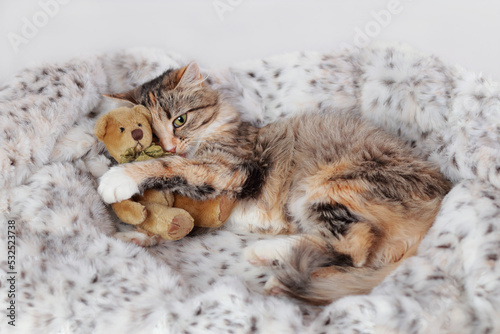 Fototapeta Naklejka Na Ścianę i Meble -  Cat lies and plays with a toy Teddy Bear. Beautiful Kitten rests on light fur and looking at the camera. Cute Cat close-up on a white background. Kitten with big green eyes. Pet. Animal background.