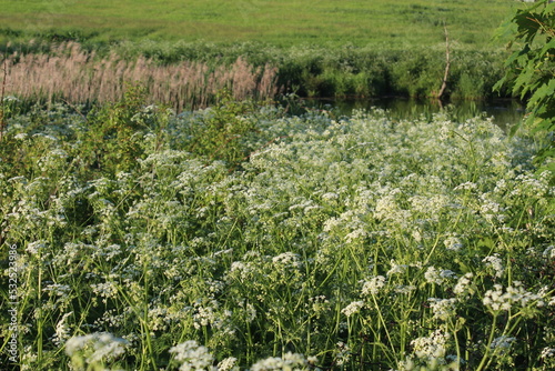 field of flowers