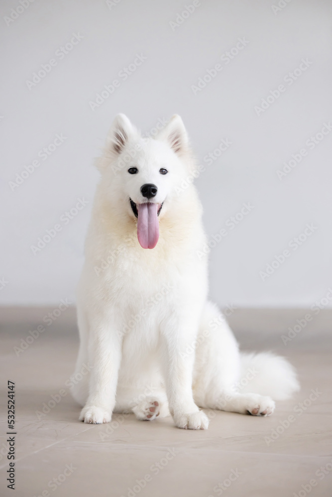 Samoyed Puppy on the Floor Samoyed Puppy on the Floor