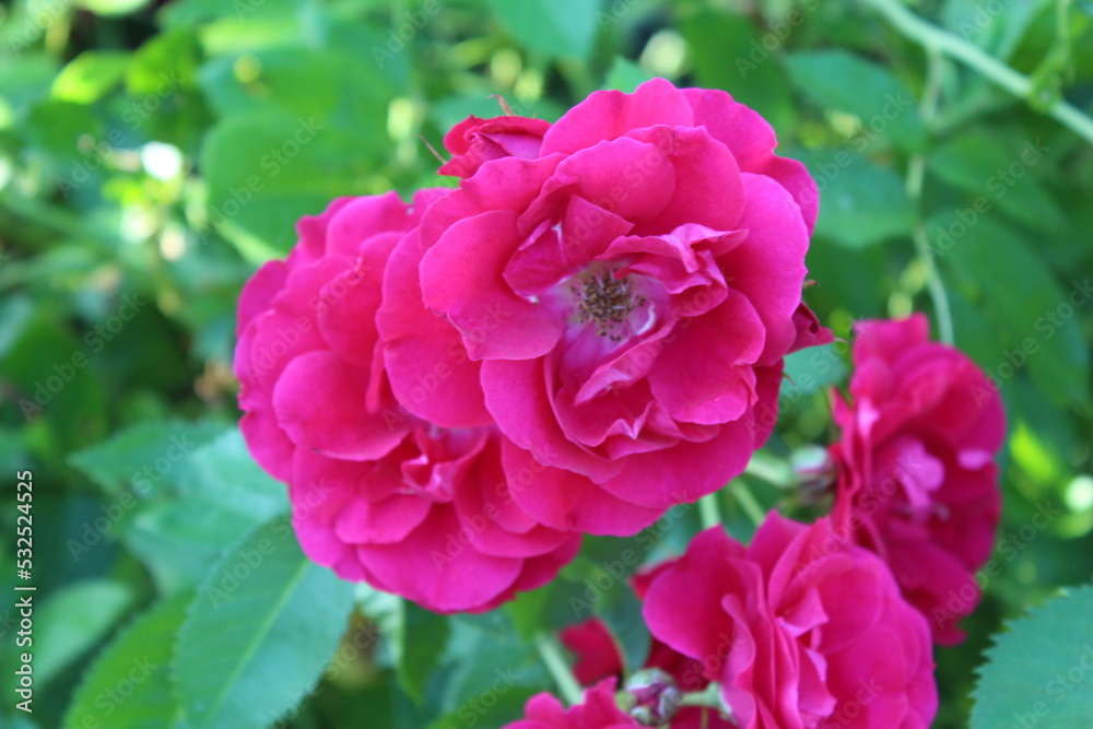 Roses are royal flowers