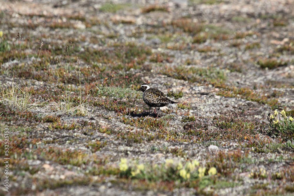 Lonely American Golden plover standing on a rock on the arctic tundra, found near Pond Inlet, Nunavut, Canada Lonely American Golden plover standing on a rock on the arctic tundra, found near Pond Inlet, Nunavut, Canada