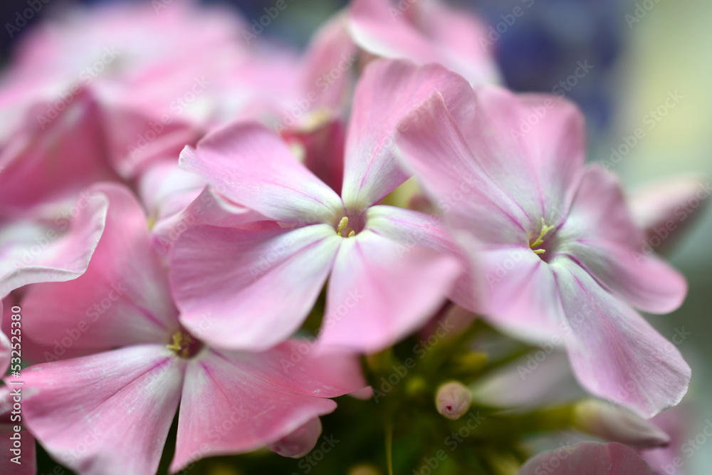 Beautiful Phlox paniculata flowers are blue and pink close-up. Macrophoto of phlox in summer. Beautiful Phlox paniculata flowers are blue and pink close-up. Macrophoto of phlox in summer.