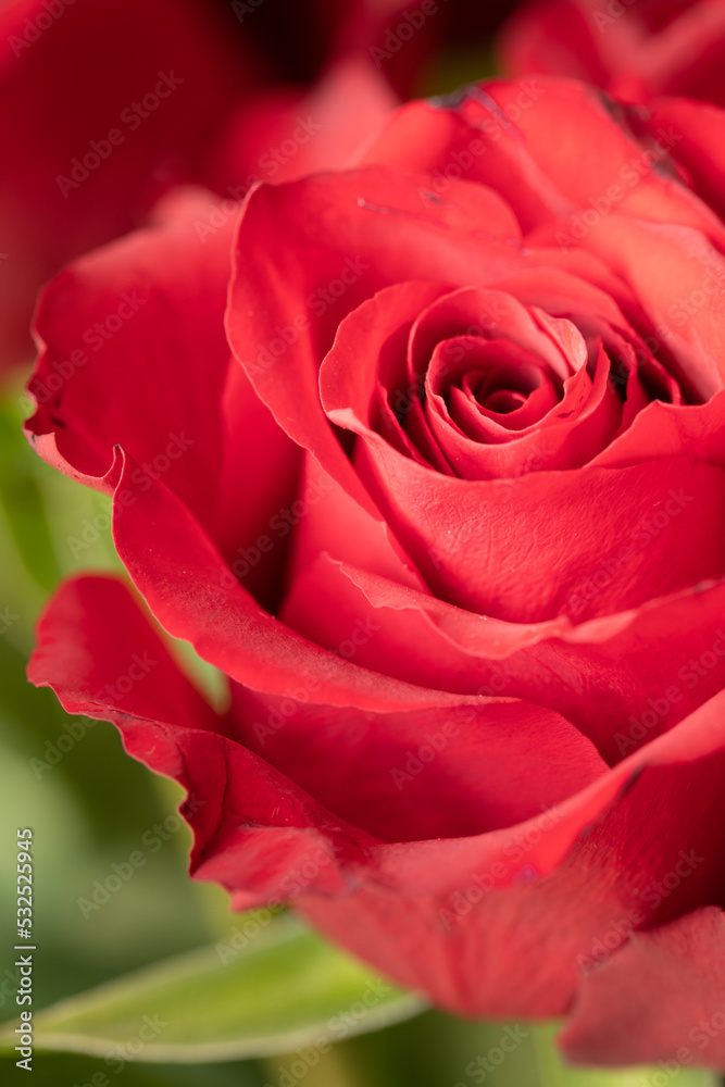 Beautiful blooming red rose. Wedding bouquet. Rosebud. Red rose. Large red rose bud. Blooming rose bud. Beautiful blooming red rose. Wedding bouquet. Rosebud. Red rose. Large red rose bud. Blooming rose bud.