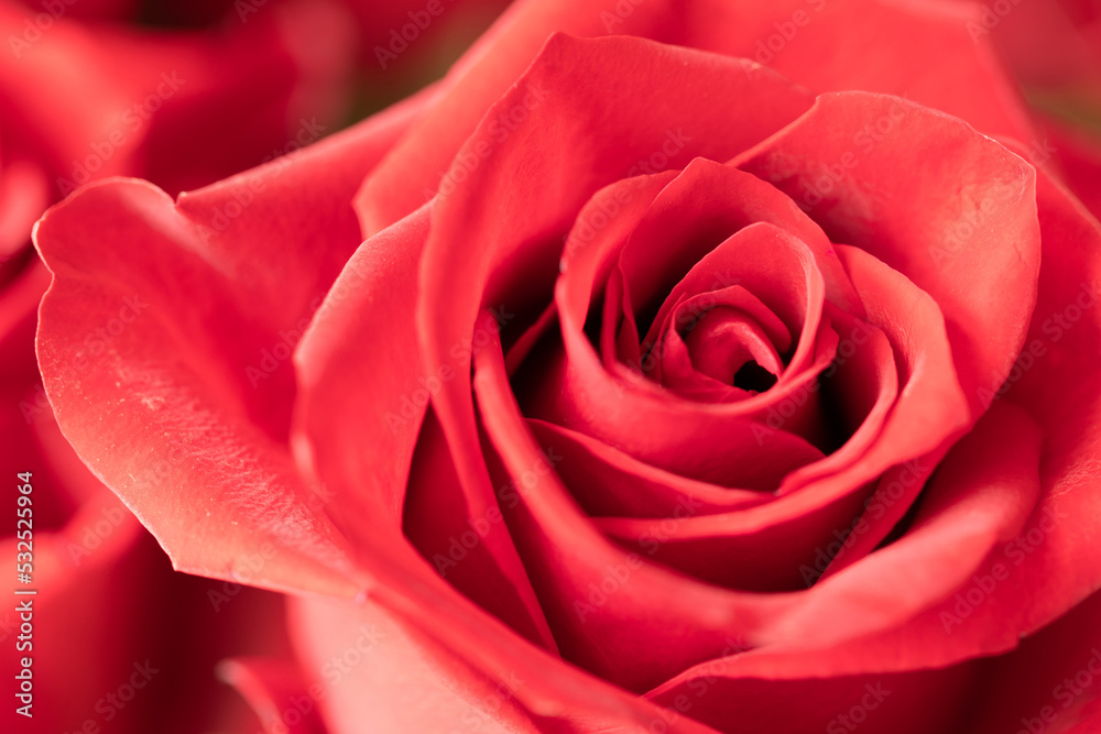 Beautiful blooming red rose. Wedding bouquet. Rosebud. Red rose. Large red rose bud. Blooming rose bud. Beautiful blooming red rose. Wedding bouquet. Rosebud. Red rose. Large red rose bud. Blooming rose bud.