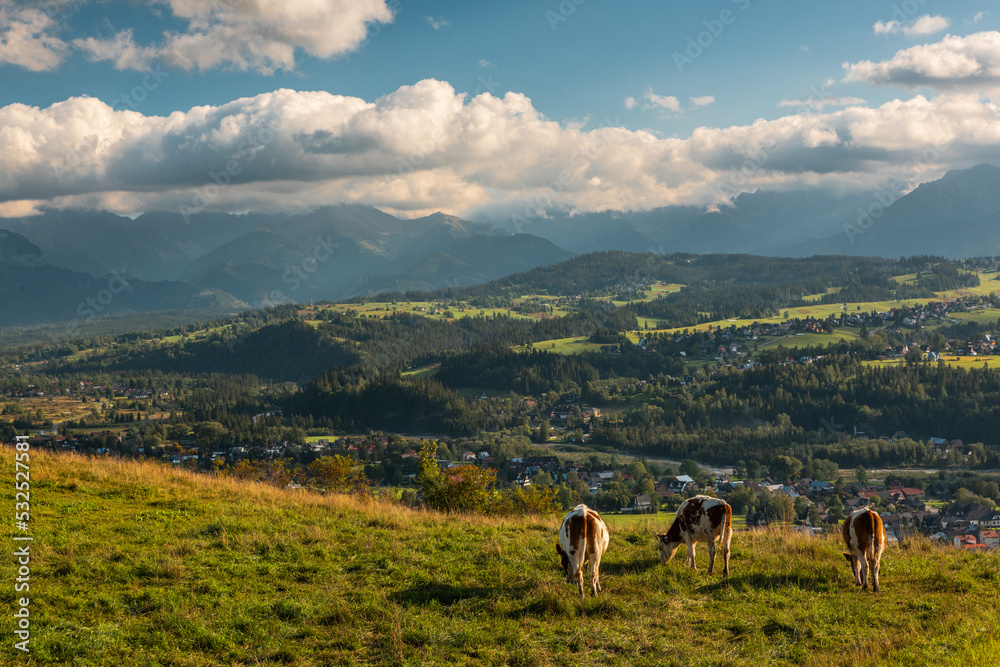 Cows grazing on meadow with Carpathian mountains in background, Podhale, Poland