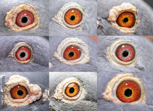 Unique, colorful, wild pigeon eye. Macro picture