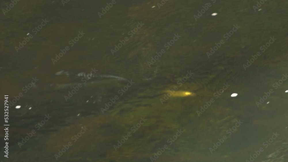 A fisherman catches fish in the river with spinning. Fishermen on the river bank. Salmon fishing in the river A fisherman catches fish in the river with spinning. Fishermen on the river bank. Salmon fishing in the river
