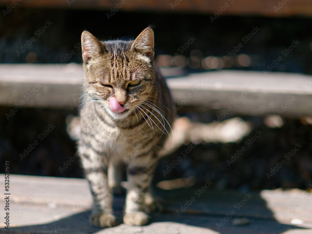 Selective focus photo of a cute tabby cat standing outdoors on the wooden stairs	