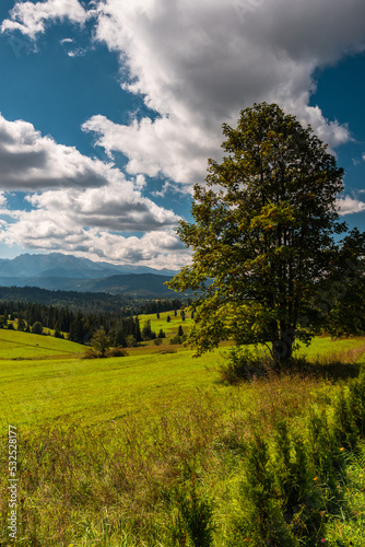 Nature landscape in Carpathian mountains with green meadows  blue sky and clouds