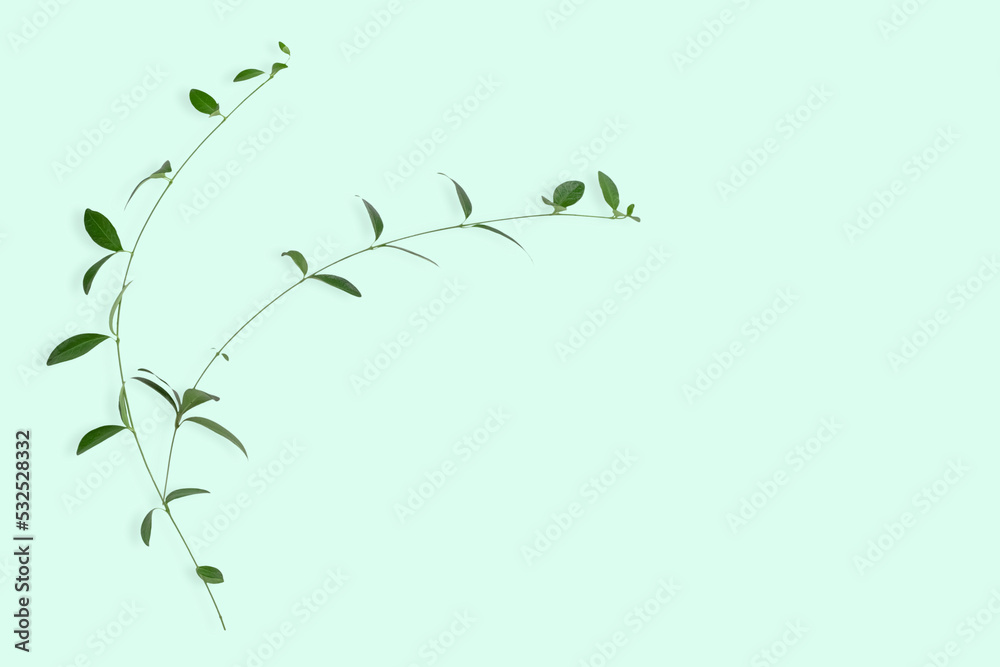 branch with green leaves, isolate on a Bright background branch with green leaves, isolate on a Bright background