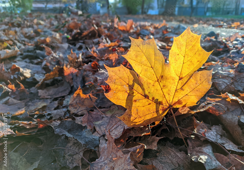 a maple leaf lies on the ground in the rays of the sun a maple leaf lies on the ground in the rays of the sun