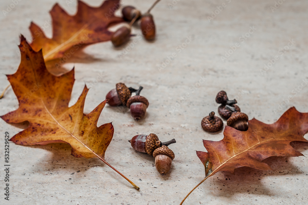 The composition of the three yellowed oak leaves and acorns on different ceramic floor. The composition of the three yellowed oak leaves and acorns on different ceramic floor.