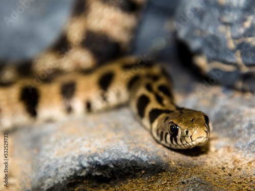 Endangered Milos grass snake on rocky surface photo