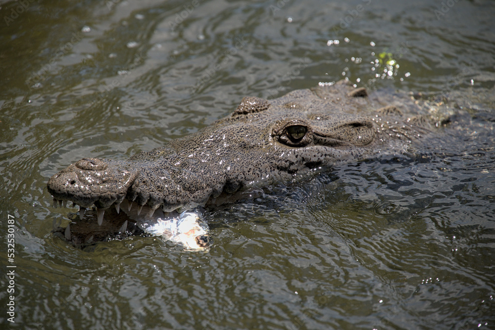 A saltwater mexican crocodile with fish in its mouth eating. Tourist operators feed these in rio lagartos wildlife refuge and sanctuary. A saltwater mexican crocodile with fish in its mouth eating. Tourist operators feed these in rio lagartos wildlife refuge and sanctuary.