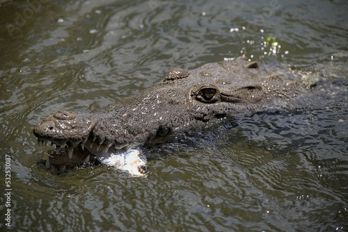 A saltwater mexican crocodile with fish in its mouth eating. Tourist operators feed these in rio lagartos wildlife refuge and sanctuary.
