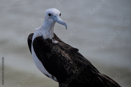 Adult male magnificent frigatebird sitting on pier with rio ocean water in background in wildlife refuge sanctuary in rio lagartos. photo